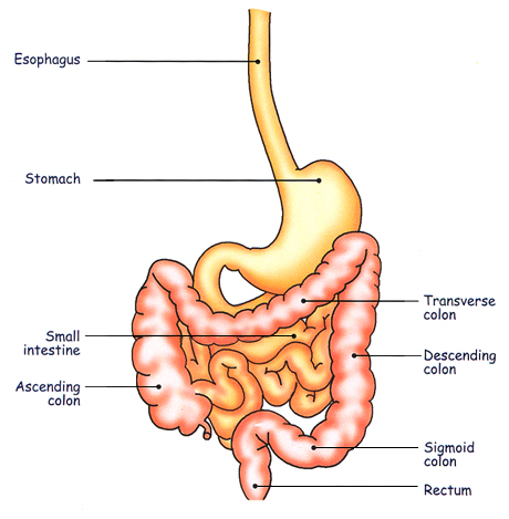gastro-intestinaal stelsel